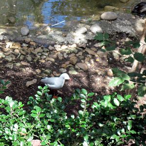 Australia-Silver Gull