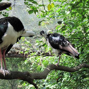 Australia-Straw-necked Ibises