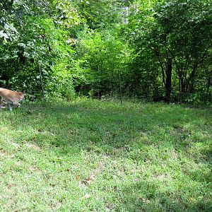 Australia-New Guinea Singing Dog