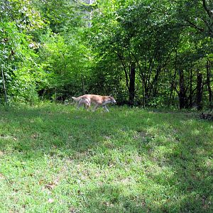 Australia-New Guinea Singing Dog