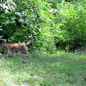 Australia-New Guinea Singing Dog