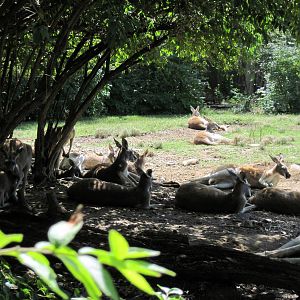 Australia-Red Kangaroos