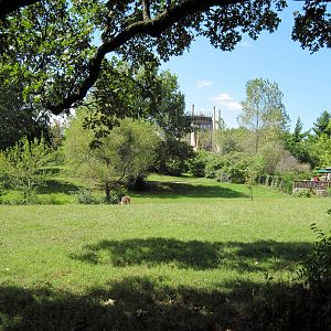 Australia-Red Kangaroo Exhibit