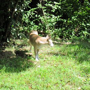 Australia-New Guinea Singing Dog