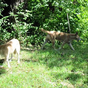 Australia-New Guinea Singing Dogs