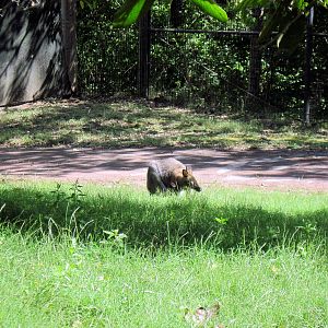 Australia-Bennett's Wallaby