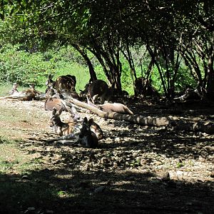 Australia-Red Kangaroos
