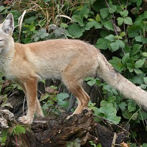 Corsac fox; Saarbrucken Zoo; 7th September 2010