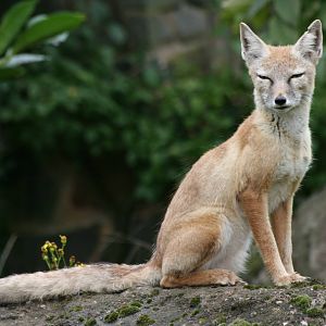 Corsac fox; Saarbrucken Zoo; 7th September 2010