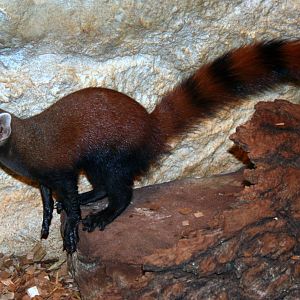 Ring-tailed mongoose; Saarbrucken Zoo; 7th September 2010
