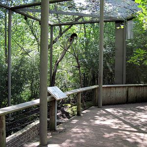 Australia-Tree Kangaroo Exhibit