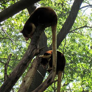 Australia-Tree Kangaroos