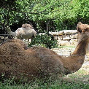 Australia-Dromedary Camel
