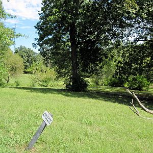 Australia-Red Kangaroo Exhibit