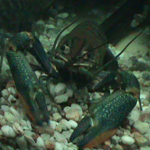 blue crayfish 030910