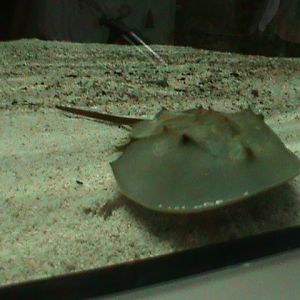 horseshoe crab 030910