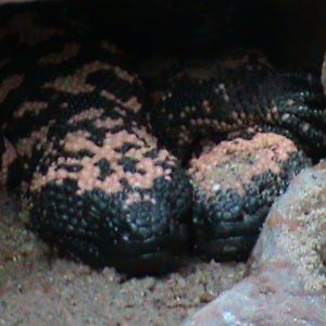 gila monsters 030910