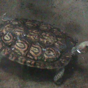 ornate wood turtle 030910