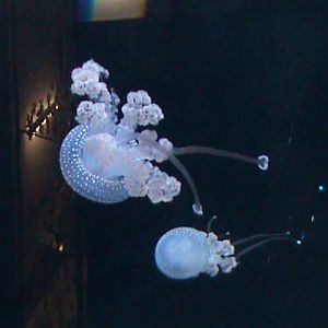 jellyfish 030910
