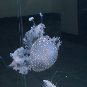 jellyfish 030910
