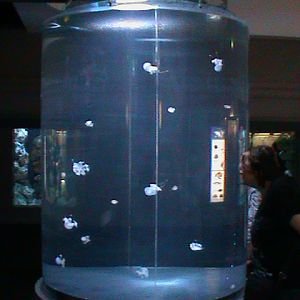 jellyfish tank 030910
