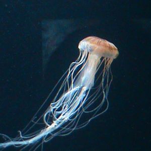 jellyfish 030910