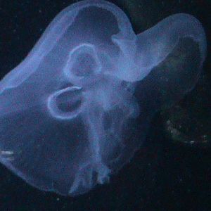 jellyfish 030910