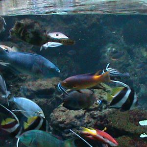 landscape tank 030910