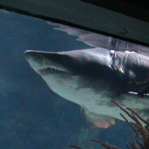 shark species 030910