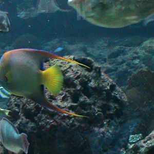 landscape tank 030910