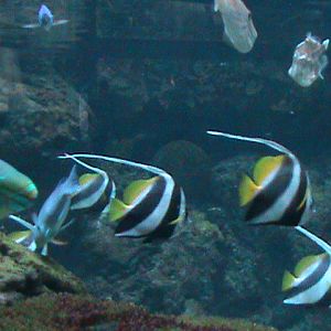 landscape tank 030910