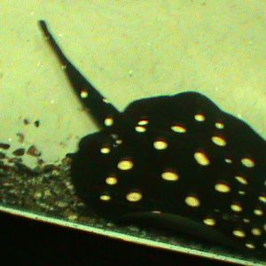 spotted ray 030910