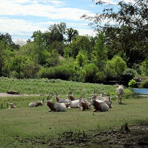 Africa-Scimitar-horned Oryxes