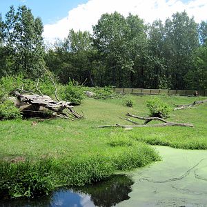 Africa-Guinea Baboon Exhibit