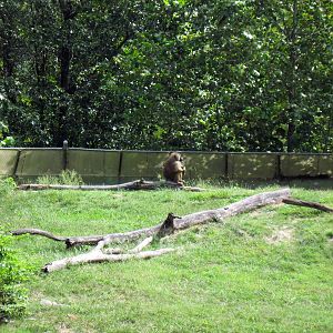 Africa-Guinea Baboon