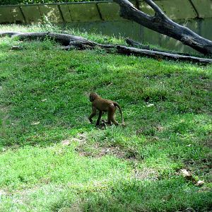Africa-Guinea Baboon