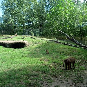 Africa-Guinea Baboons