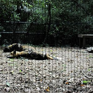 Africa-African Wild Dogs