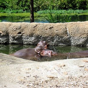 Africa-Nile Hippopotamuses