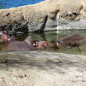 Africa-Nile Hippopotamuses