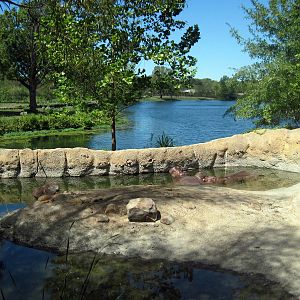 Africa-Nile Hippopotamus Exhibit