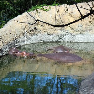 Africa-Nile Hippopotamuses