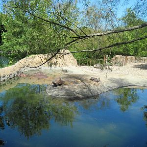 Africa-Nile Hippopotamus Exhibit