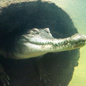 Africa-Slender-snouted Crocodile