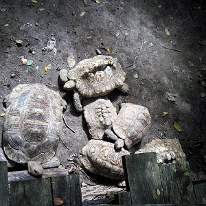 Africa-Leopard Tortoises