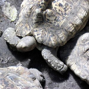 Africa-Leopard Tortoises