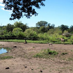 Africa-Masai Giraffe/Grant's Zebra/Ostrich/African Crowned Crane Exhibit