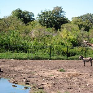 Africa-Grant's Zebra and Masai Giraffes