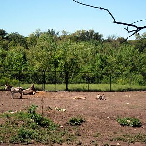 Africa-Masai Giraffe/Grant's Zebra/Ostrich/African Crowned Crane Exhibit