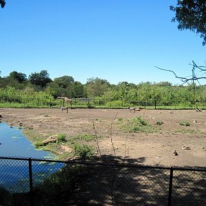 Africa-Masai Giraffe/Grant's Zebra/Ostrich/African Crowned Crane Exhibit